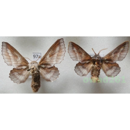 Phyllodesma japonica (Leech, 1888) pair ex. ovo Japan97a